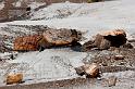 M002  Petrified Forest